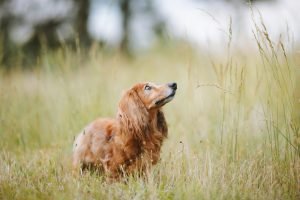 dog liver bloodwork