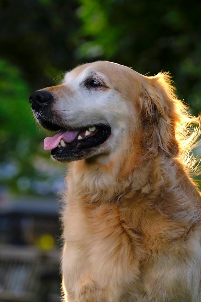 Signs Your Dog Is Becoming a Senior and What Vets See Early