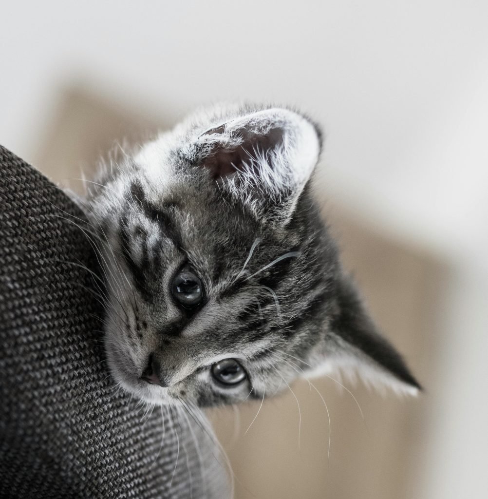 Silver tabby cat