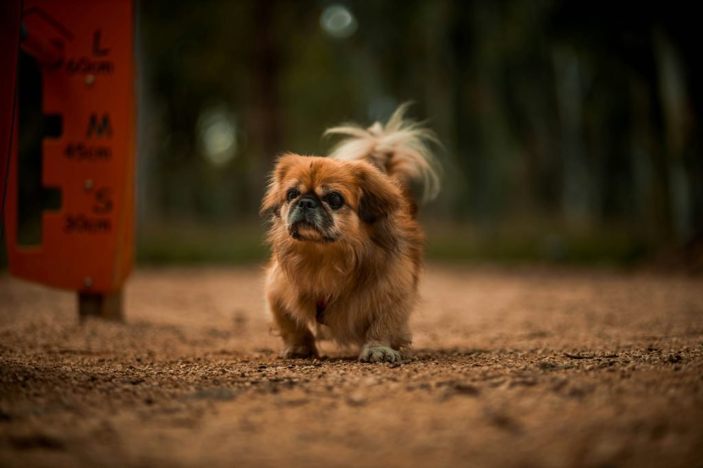 liver supplements for dogs