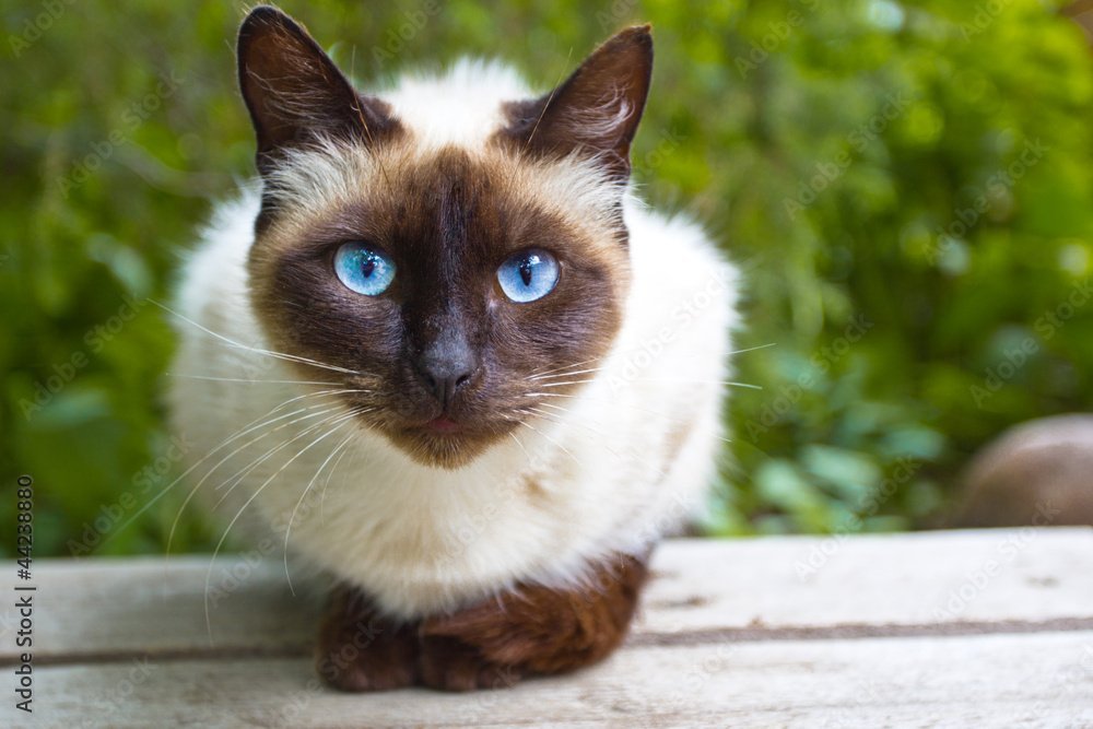 Siamese cat among the healthiest cat breeds
