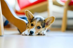 Common Puppy Illnesses Every Owner Should Recognize Early
