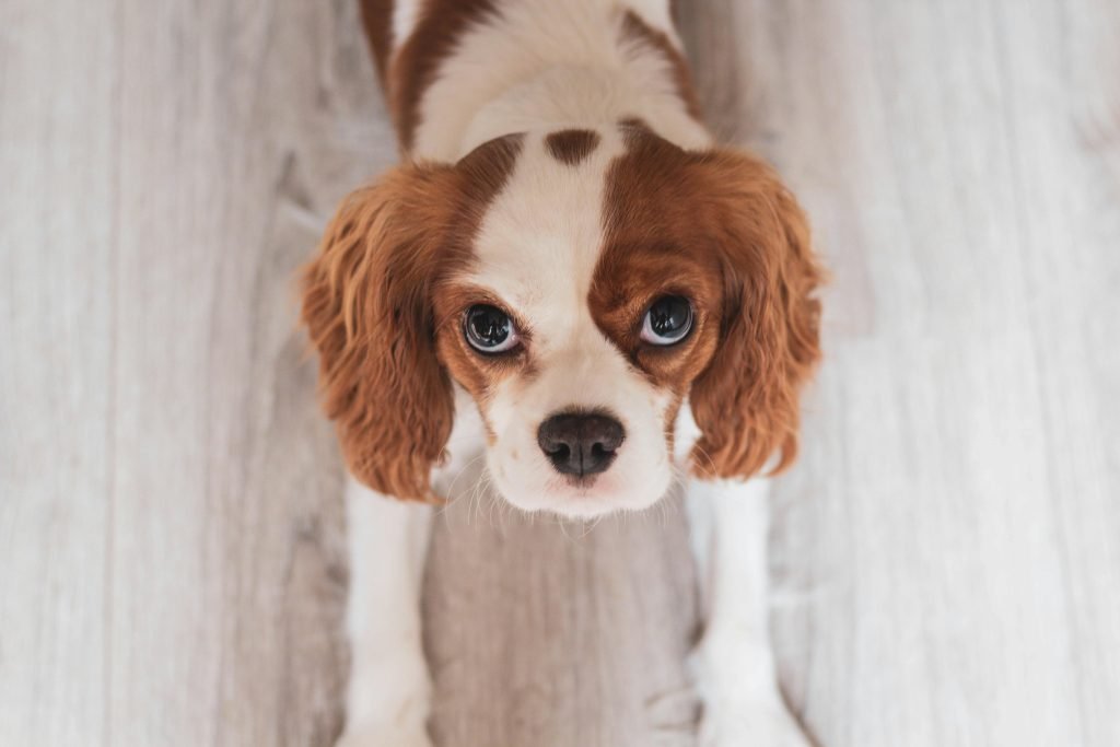 White and red cavalier king charles spaniel puppy close up photo