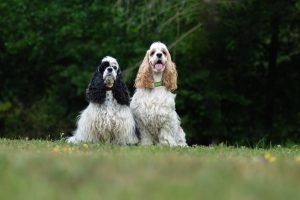 <h1>Dog CBC Blood Test Explained: Understanding Every Result in Context</h1>