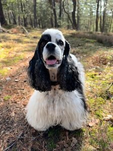 High Creatinine in Dogs: What Creatinine Levels Mean for Your Dog’s Kidneys