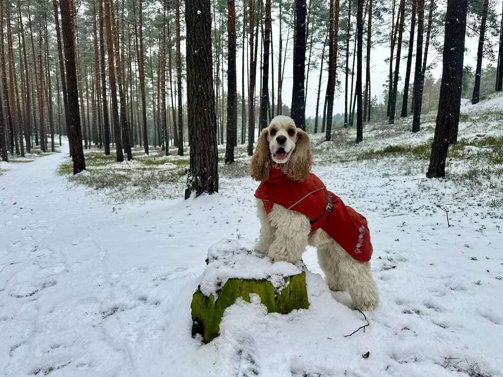 SDMA in Dogs: What This Early Kidney Marker Means for Your Dog