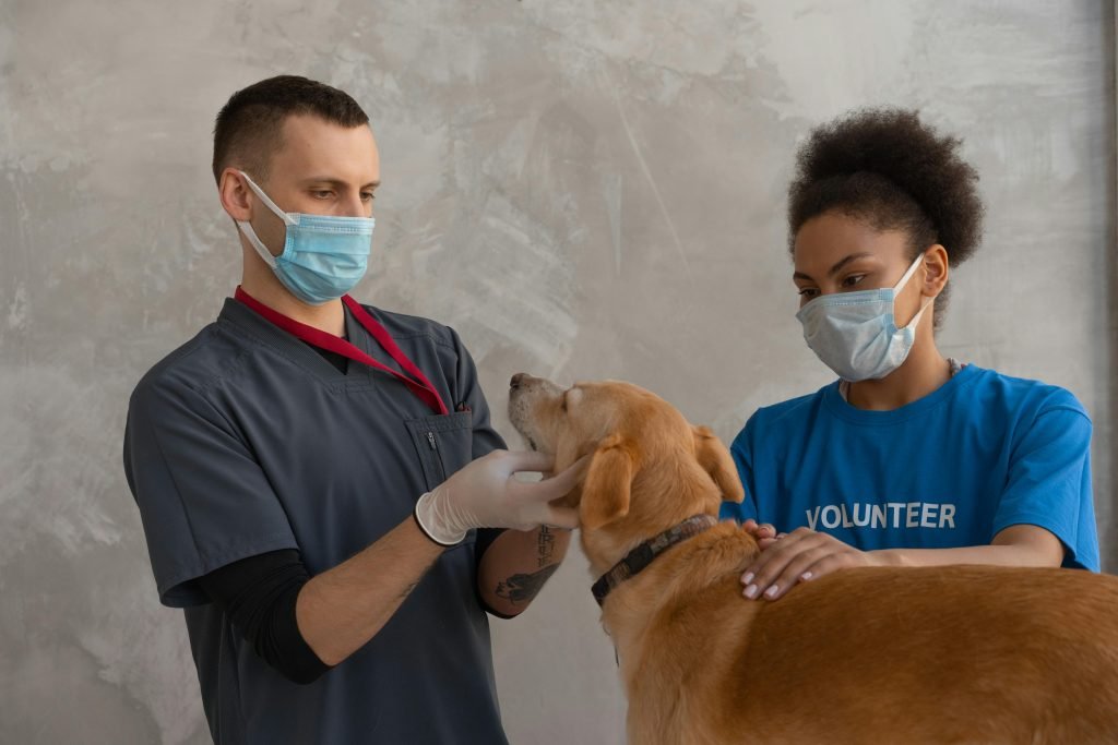 A dog having a checkup on a veterinary