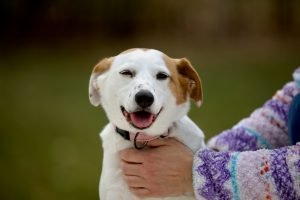 a-person-holding-a-dog-in-their-arms-stockpack-unsplash