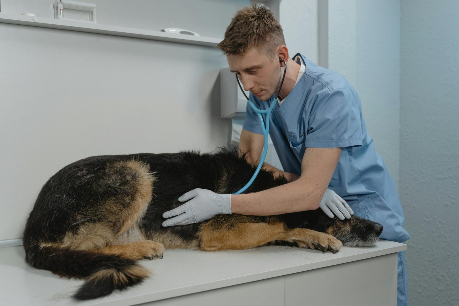 A veterinarian examining a dog as part of reading bloodwork results in context