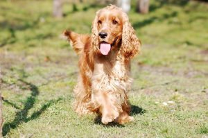 cocker spaniel english, cocker spaniel, coker, spaniel, dog, doggy, lies, resting, their, food, sweet, freedom, outside, animal, mammal, nature, thoroughbred, look, man's friend, pet, gold, rudy, red, runs, is, joy
