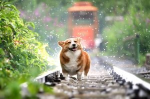 corgi, dog, pet, canine, rain, animal, nature, fur, snout, mammal, dog portrait, animal world