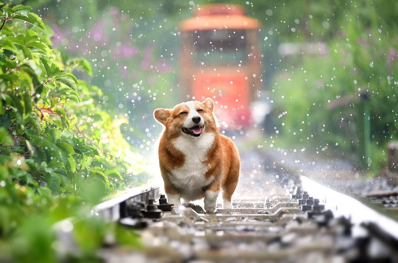 A dog at home -- observations shared with your vet shape the workup as much as the lab report