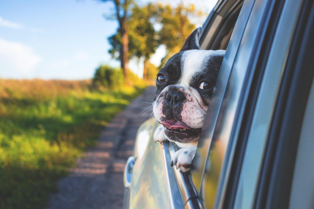 A dog enjoying everyday life, the context that matters as much as any single lab value