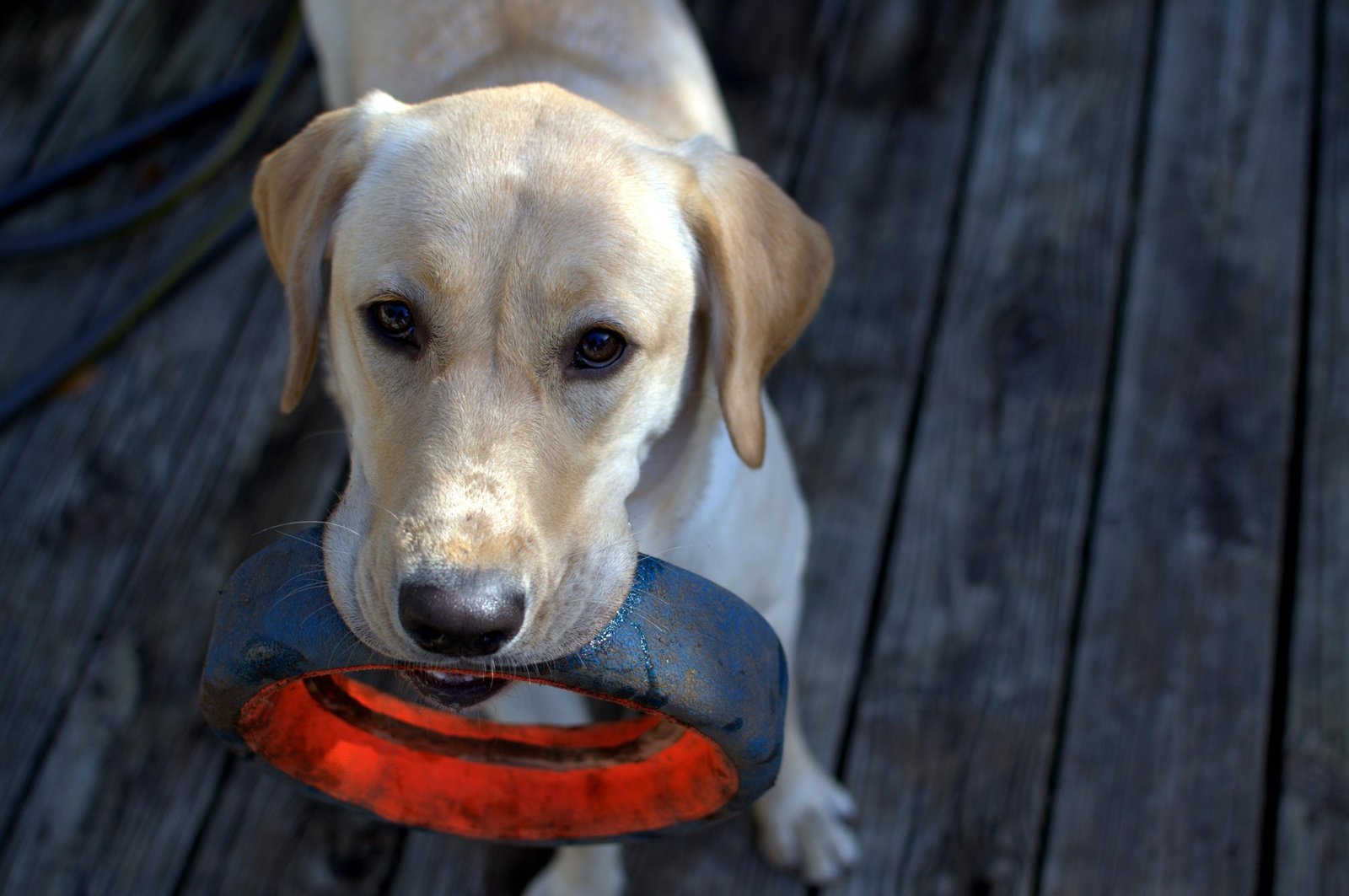 A young labrador retriever -- growing dogs can normally run slightly higher calcium