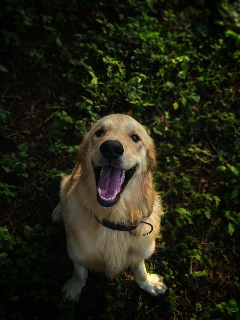 dog liver bloodwork