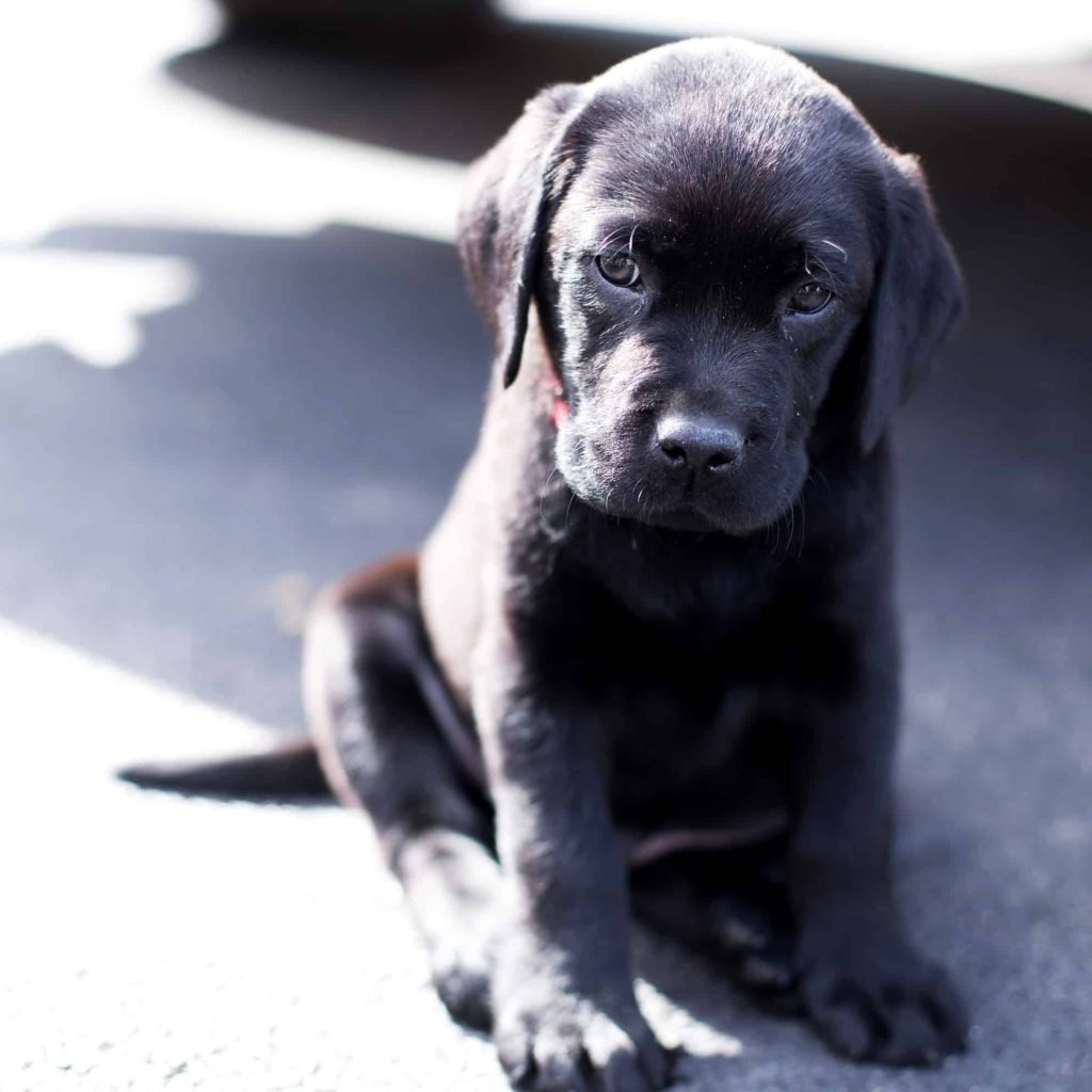 acute vs chronic kidney disease in dogs bloodwork comparison