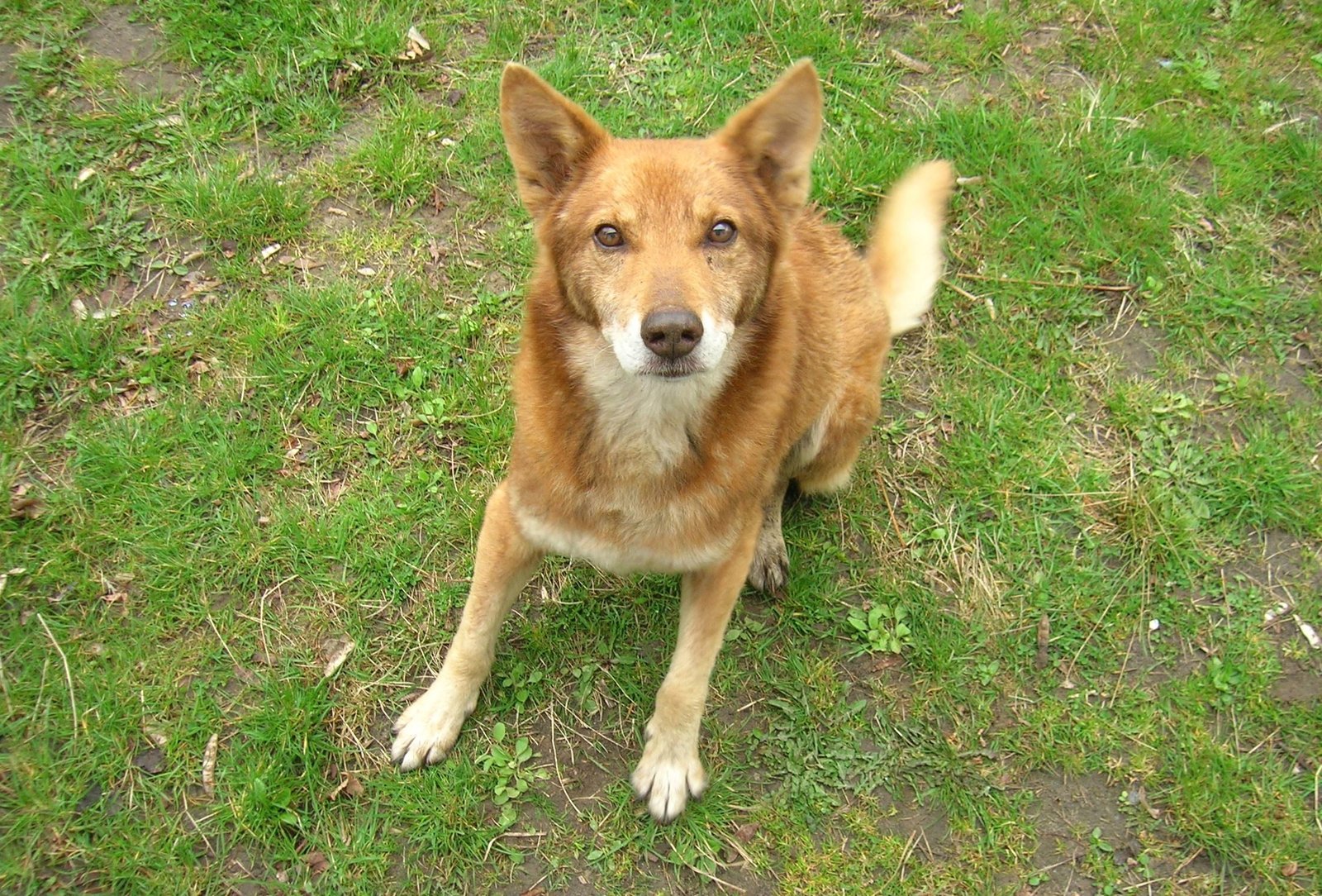 Dog showing signs of stomach upset, relevant to overlapping GI symptoms