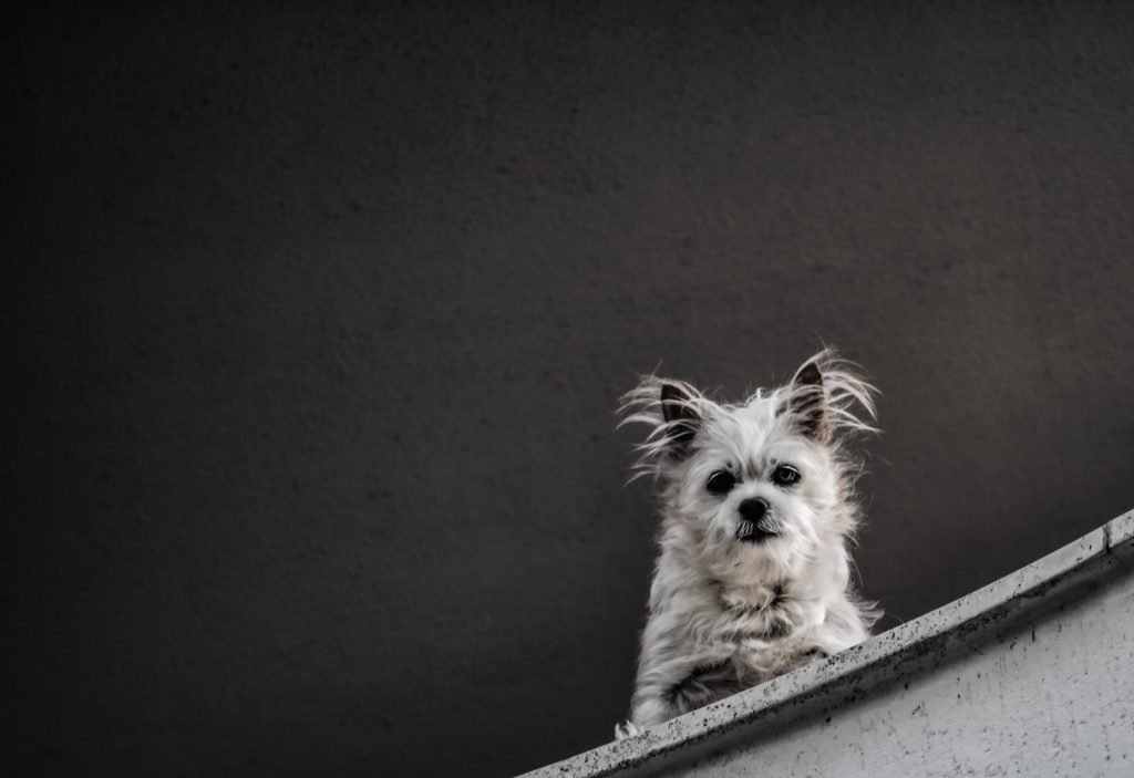Dog resting calmly at home while owner reviews lab results