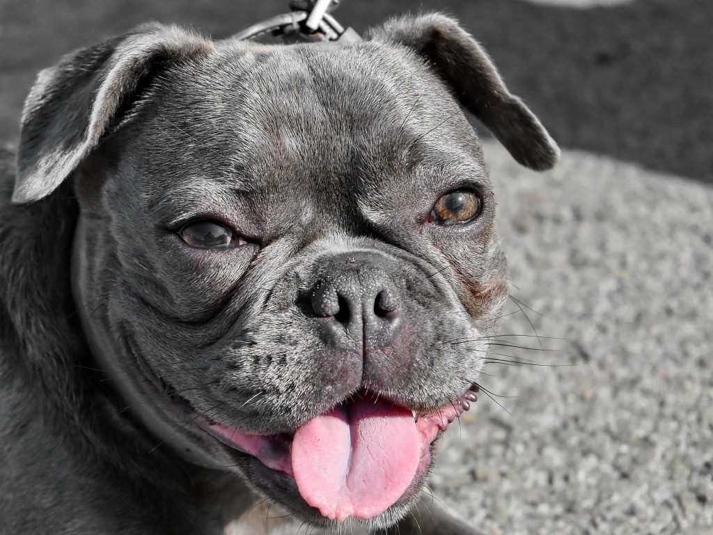 Senior dog resting, relevant to age-related kidney changes