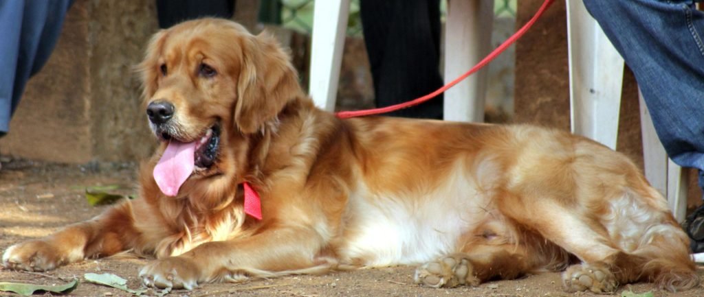 dog, sitting, ground