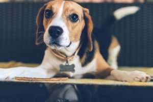 Cute young beagle puppy dog laying indoors. Female beagle dog.