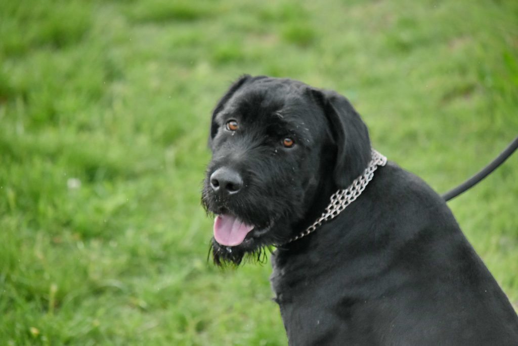Dog undergoing a veterinary exam for bloodwork follow-up