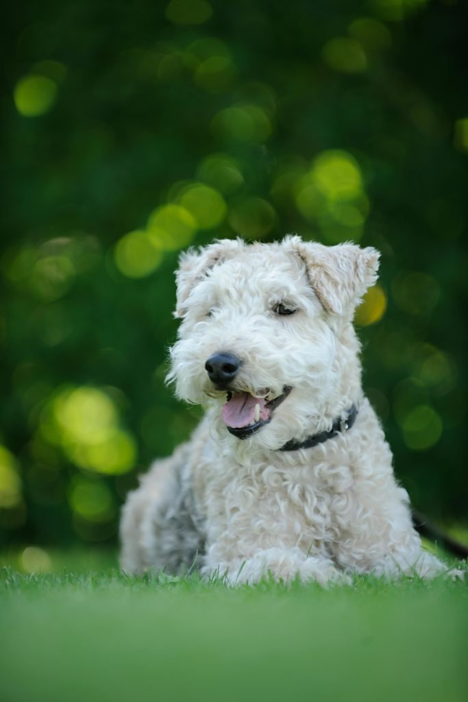 White dog