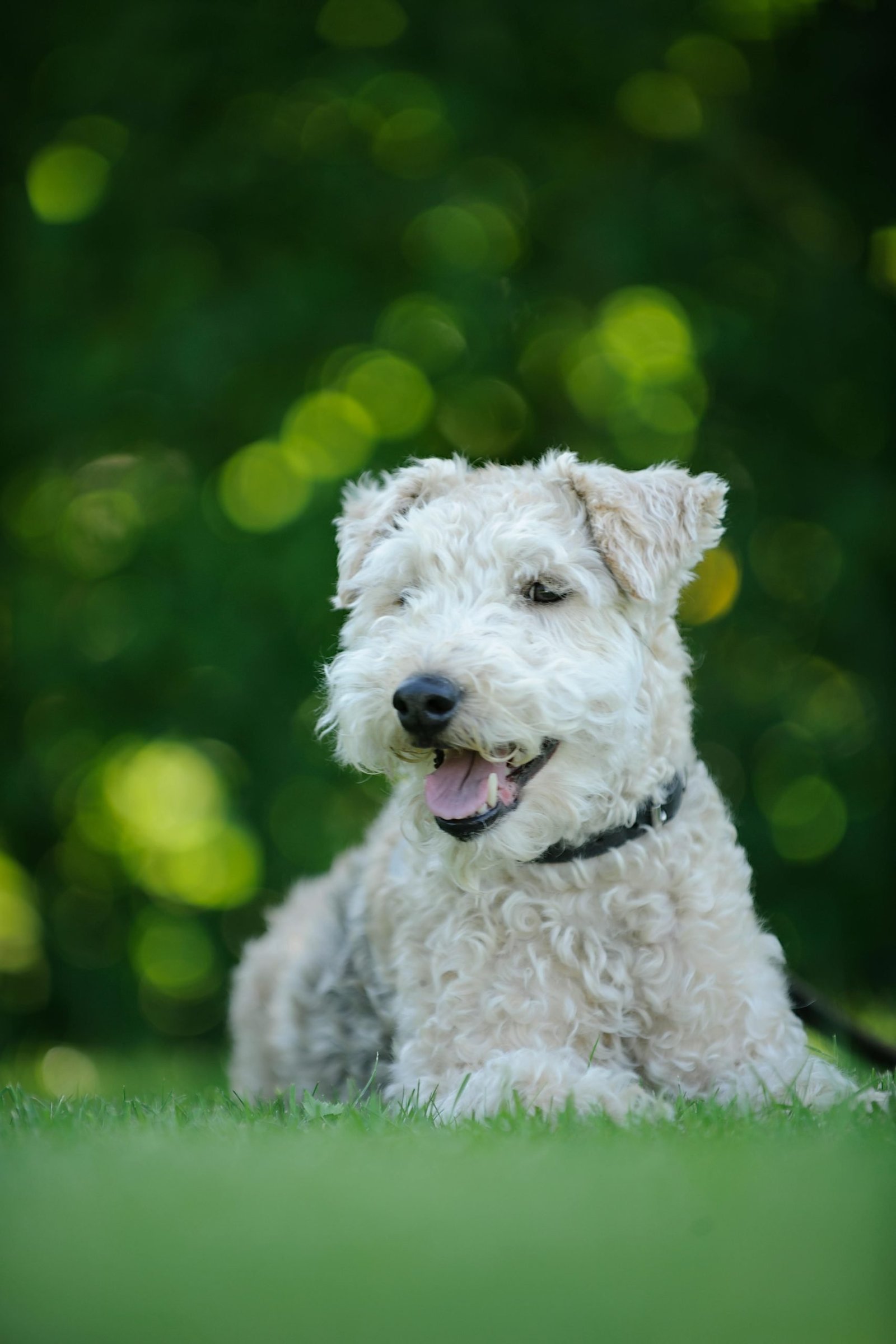 A dog at home, where day-to-day observations matter as much as the lab report