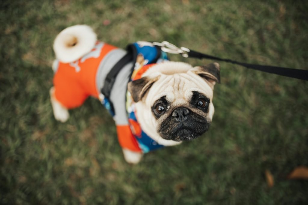 A pug in dogs clothing in a park