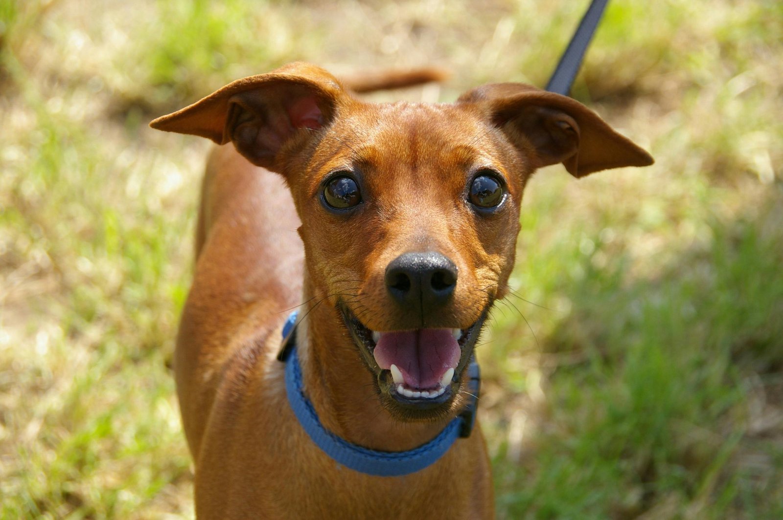 A curious puppy outdoors, whose bloodwork can shift with everyday stress and activity