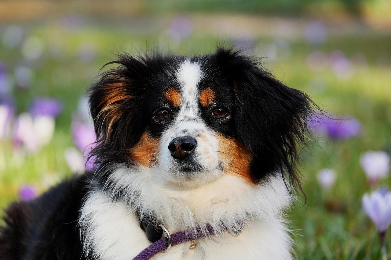 An alert Australian Shepherd -- a mildly high result in a dog who otherwise feels well is often not a crisis