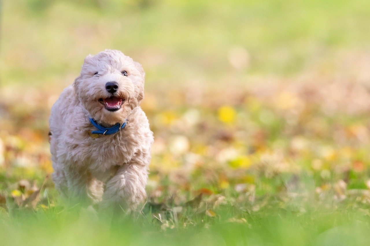A dog enjoying life at home, the day-to-day picture that matters as much as any single lab value