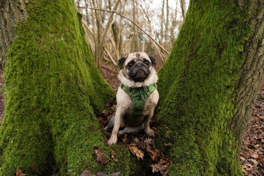 High White Blood Cells in Dogs: Causes and What They Mean