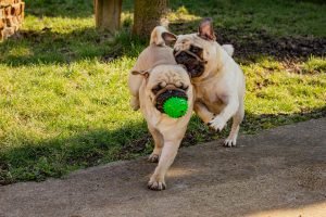 fawn-pug-playing-with-ball-on-the-ground-stockpack-unsplash