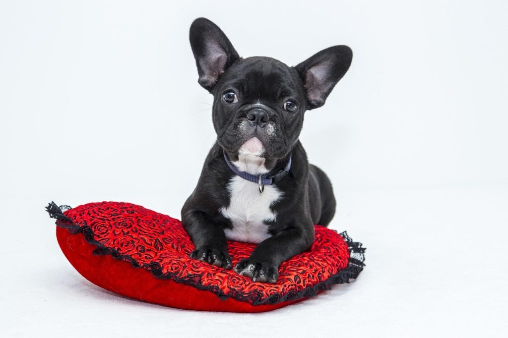 bulldog, dog, puppy, pet, nature, black dog, animal, young dog, domestic dog, canine, mammal, cute, adorable, portrait