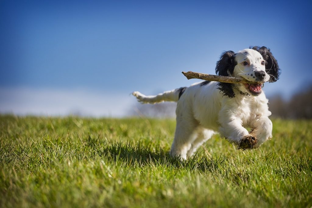 fetch, stick, puppy, dog, action, animal, playing, canine, fun, retrieve, nature, playful, pet, spaniel, cocker, active, fur, blue animals, blue fun