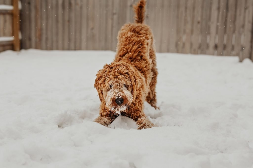 animal, nature, dog, mammal, canine, pet, snow, outdoors