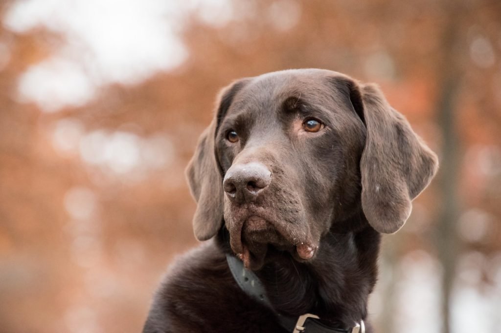labrador, dog, animal, brown fur, mammal, portrait, nature, pet, collar, dog collar, canine, dog portrait