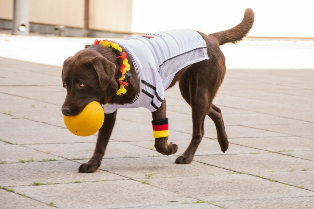 A Labrador Retriever wearing Germany colors plays with a ball outdoors.