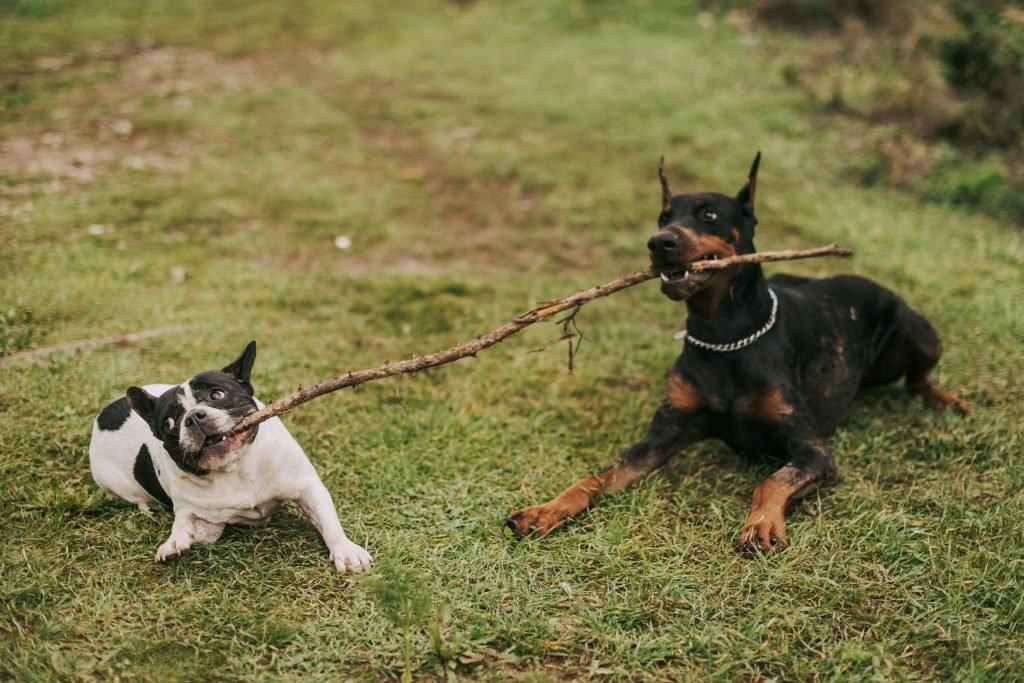 Doberman and French Bulldog playing tug of war with a stick on grass.