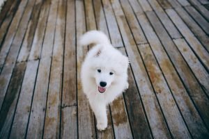 Samoyed puppy walking on wooden flooring