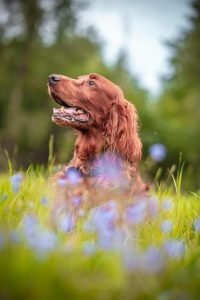 irish setter, dog, flower background, flower wallpaper, pet, animal, beautiful flowers, canine, nature, summer meadow, grass, hunting dog, beautiful, flowers