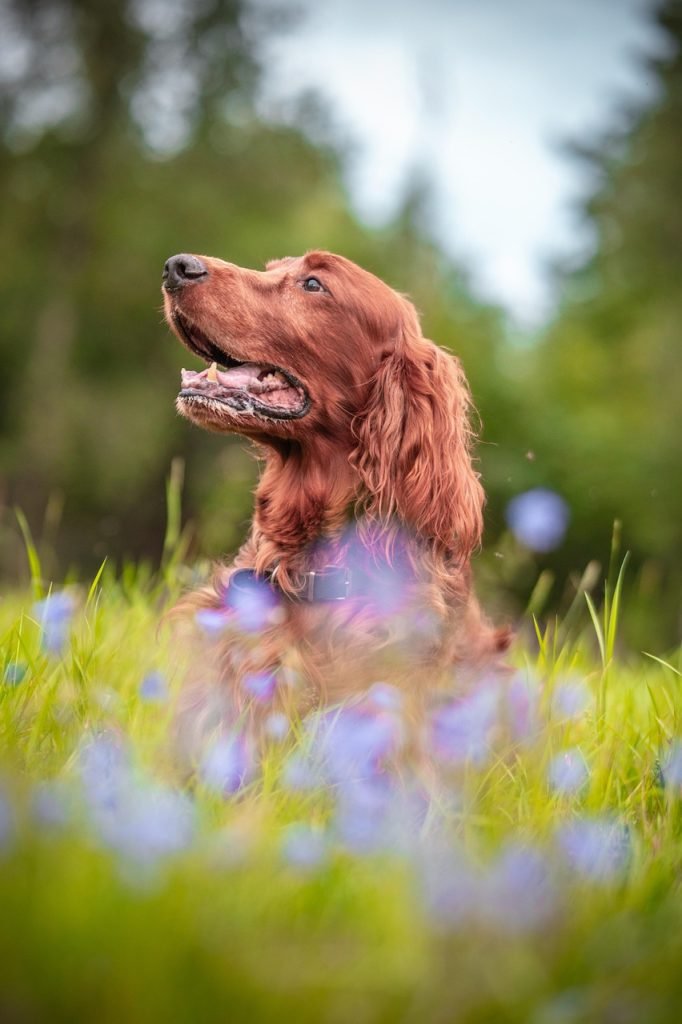 irish setter, dog, flower background, flower wallpaper, pet, animal, beautiful flowers, canine, nature, summer meadow, grass, hunting dog, beautiful, flowers