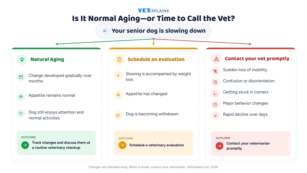 Signs Your Dog Is Becoming a Senior and What Vets See Early